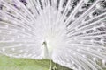 White rare peacock