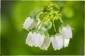 White raspberry flowers green background