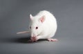 White rat Royalty Free Stock Photo