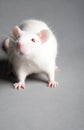 White rat Royalty Free Stock Photo