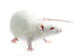 White rat Royalty Free Stock Photo