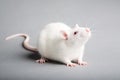 White rat Royalty Free Stock Photo