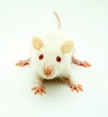 White rat Royalty Free Stock Photo