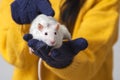 White rat in the arms