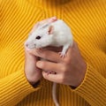 White rat in the arms