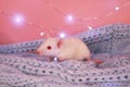 White rat on a blue knitted scarf background , symbol of the new year 2020