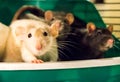 White rat with cagemates Royalty Free Stock Photo