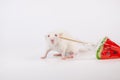 White rat with candy in his teeth. Decorative pets with food close up Royalty Free Stock Photo