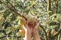 White rat climbs a tree branch. Rat on the apple tree.