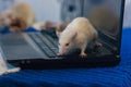 White rat on a computer keyboard. hacker and hacking sites Royalty Free Stock Photo