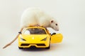 White rat dumbo with red eyes on yellow car toy on white background. Laboratory rodent