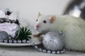 White rat eating a huge piece of cake on a white background