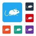 White Rat icon isolated on white background. Mouse sign. Animal symbol. Set icons in color square buttons. Vector Royalty Free Stock Photo