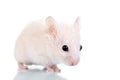 White rat isolated on white background Royalty Free Stock Photo