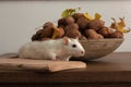 White rat on the kitchen table. Behind the rat is a wooden bowl with walnuts. On the nuts are yellow autumn leaves.