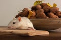 White rat on the kitchen table. Behind the rat is a wooden bowl with walnuts. On the nuts are yellow autumn leaves.