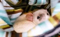 White rat looking at camera Royalty Free Stock Photo