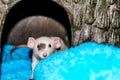 White rat looking at camera Royalty Free Stock Photo