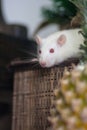 White rat with pineapple. Small pet