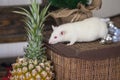 White rat with pineapple. Small pet