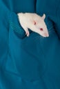 White rat in a pocket Royalty Free Stock Photo