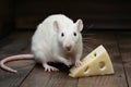 White rat poses with cheese in sweet temptation concept