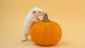 White rat with pumpkin, happy Halloween card