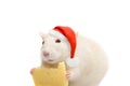 White rat in santa hat and cheese on white background Royalty Free Stock Photo