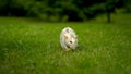 A white rat sits on the grass and eats. Domestic rat walking on the lawn with a piece of apple. Royalty Free Stock Photo