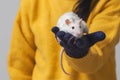 White rat is sitting in the hands