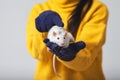 White rat is sitting in the hands Royalty Free Stock Photo