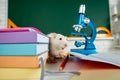 White rat sitting on microscope. Concept - testing of drugs, vaccines, laboratory animals, humanity, genetic studies Royalty Free Stock Photo