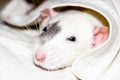 White rat under blanket Royalty Free Stock Photo