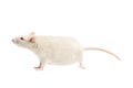 White rat on white background Royalty Free Stock Photo