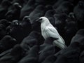 white raven among black crows