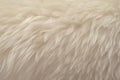 White real wool with beige top texture background. light cream natural sheep wool.  seamless plush cotton, texture of fluffy fur Royalty Free Stock Photo