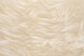 White real wool with beige top texture background. light cream natural sheep wool.  seamless plush cotton, texture of fluffy fur Royalty Free Stock Photo