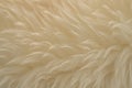 White real wool with beige top texture background. light cream natural sheep wool.  seamless plush cotton, texture of fluffy fur Royalty Free Stock Photo