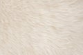 White real wool with beige top texture background. light cream natural sheep wool.  seamless plush cotton, texture of fluffy fur Royalty Free Stock Photo