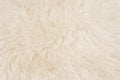 White real wool with beige top texture background. light cream natural sheep wool.  seamless plush cotton, texture of fluffy fur Royalty Free Stock Photo