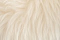 White real wool with beige top texture background. light cream natural sheep wool.  seamless plush cotton, texture of fluffy fur Royalty Free Stock Photo