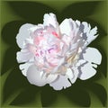 White realistic paeonia flower with pink center