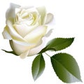 White realistic rose flower and leaves