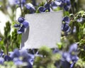 White rectangular horizontal sheet of paper card in blue flowers plants pansies forget-me-nots