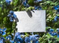White rectangular horizontal sheet of paper card in blue flowers plants pansies forget-me-nots