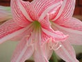 Amaryllis variegated flower