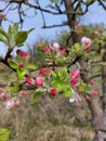 White red apple-tree flowers is blooming in garden Royalty Free Stock Photo