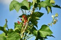 White and red bean flowers against a blue sky background Royalty Free Stock Photo