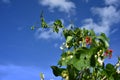 White and red bean flowers against a blue sky background Royalty Free Stock Photo
