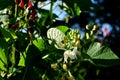 White and red bean flowers against a blue sky background Royalty Free Stock Photo